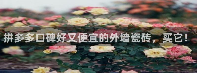 杏鑫平台官方网站