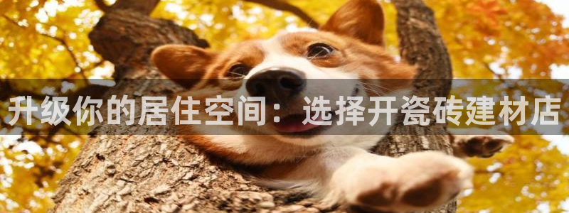 杏鑫平台代理怎么样啊